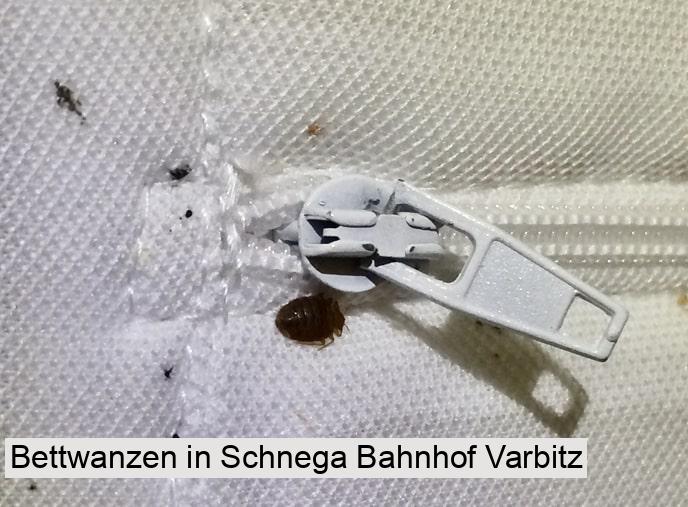 Bettwanzen in Schnega Bahnhof Varbitz